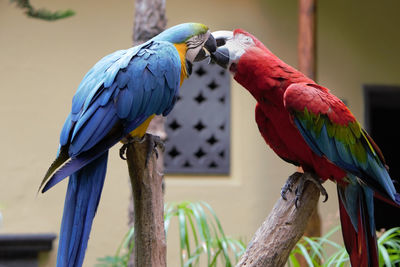 Macaws kissing on wood