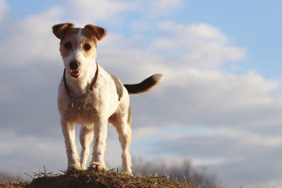 Portrait of dog standing on field against sky