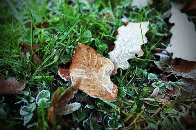 Close-up of autumn leaf on grass