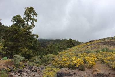 Scenic view of trees against sky
