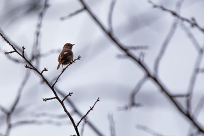 Low angle view of bird perching on branch