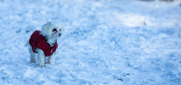 Maltese little do