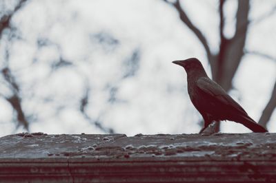 Close-up of bird perching on red outdoors