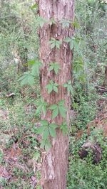 Ivy growing on tree trunk in forest