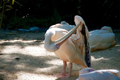 View of a bird on land