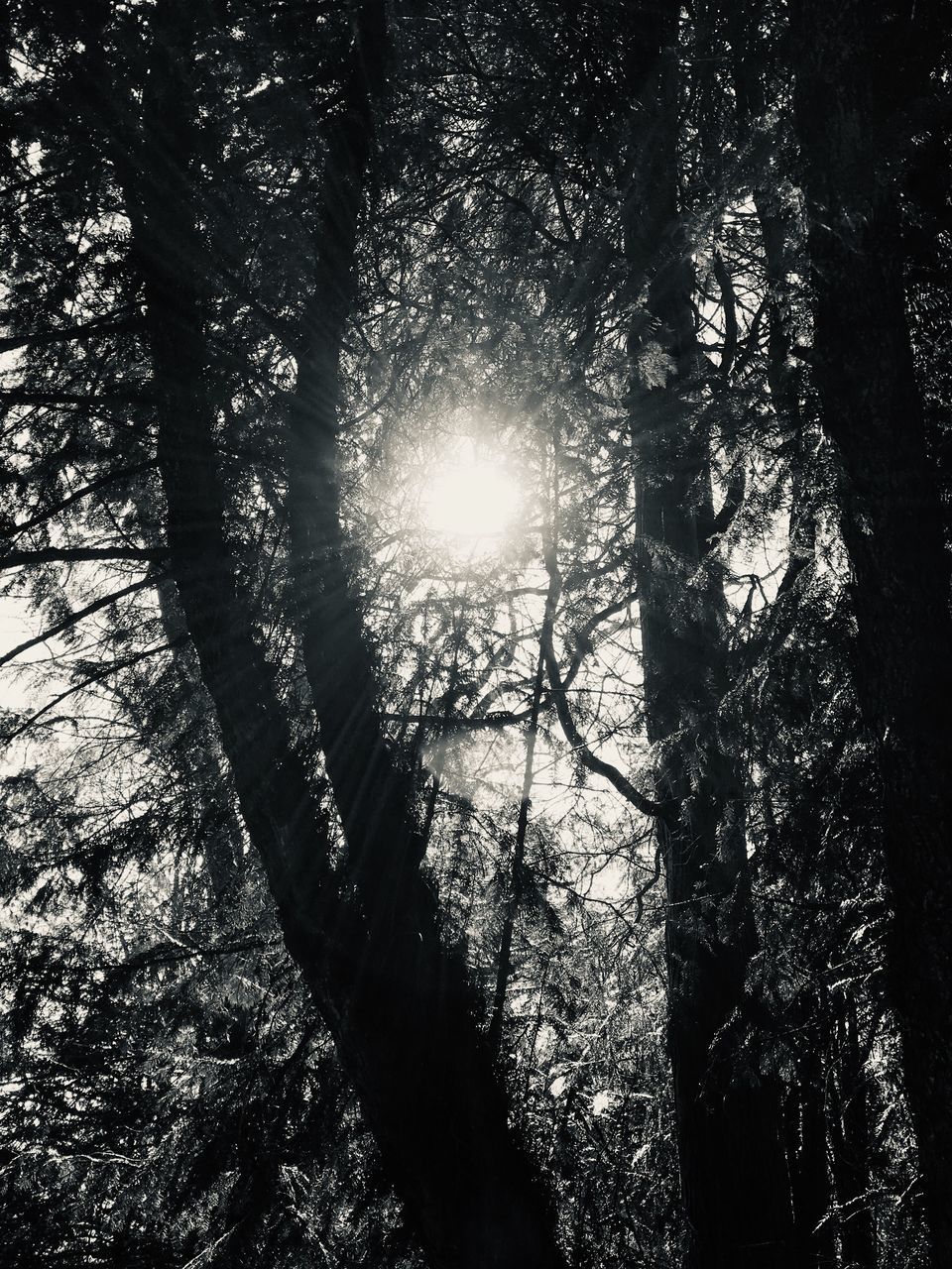 SUNLIGHT STREAMING THROUGH TREE IN FOREST