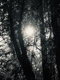 Low angle view of sunlight streaming through trees in forest