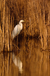 View of a bird in lake