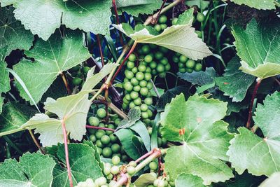 Close-up of leaves