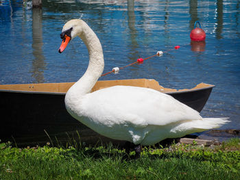 Swan in lake