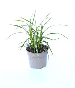 Close-up of potted plant against white background