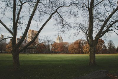 Trees on field against sky