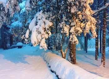 Trees in snow