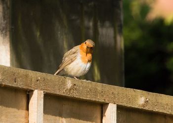 Close-up of bird perching on railing