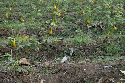 High angle view of flowering plants on field