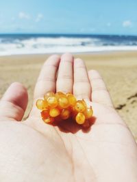 Midsection of person holding crab on beach