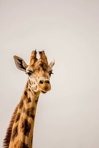 Portrait of giraffe