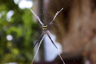 Close-up of spider web