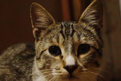 Close-up portrait of cat