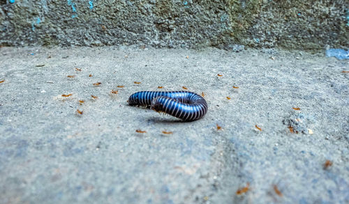 High angle view of insect on sand