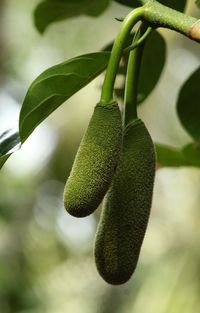 Close-up of fresh green plant