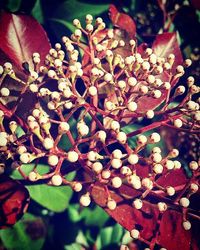 Close-up of red flowers