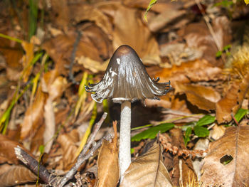 Close-up of mushroom