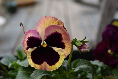 Close-up of flowering plant