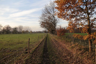 Trees on field against sky during autumn