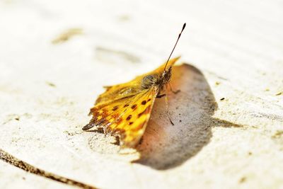 Close-up of insect on sand