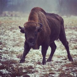 American bison standing on field