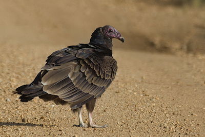 Close-up of bird on land