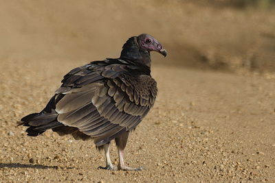 Close-up of vulture bird on land