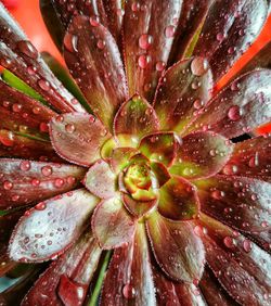 Full frame shot of wet flower