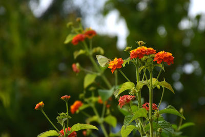 Close-up of white flowering plant