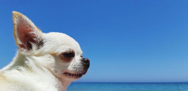 Close-up of a dog looking away