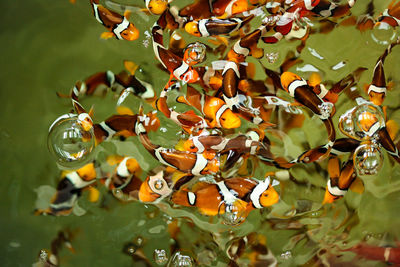Close-up of water drops on plant