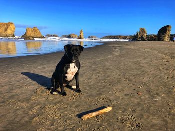 Dog on the beach