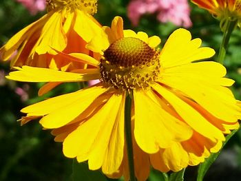 Close-up of yellow flower