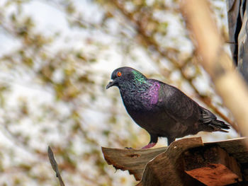 Close-up of bird perching on a tree