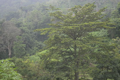 Pine trees in forest