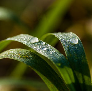 Close-up of raindrops on leaves