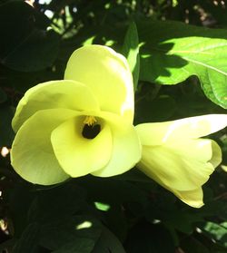 Close-up of flower blooming outdoors