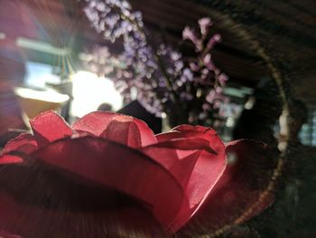 Close-up of red flowers