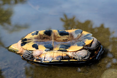 Close-up of crab in water