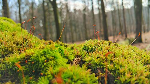 Close-up of plant growing in forest