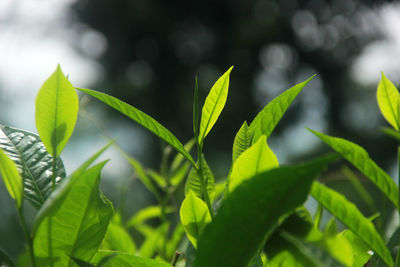 Close-up of green leaves