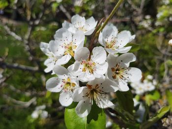 Close-up of white cherry blossoms in spring