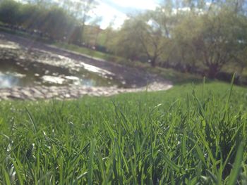 Scenic view of green landscape