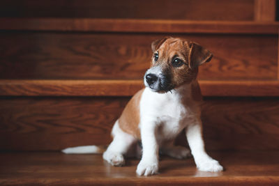 Dog looking away while sitting on hardwood floor